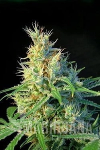 Psicodelicia - SWEET SEEDS
