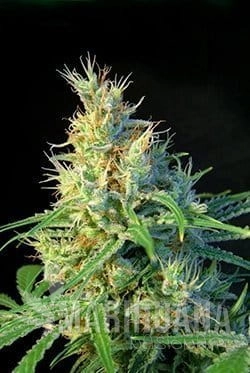 SWEET SEEDS - Psicodelicia