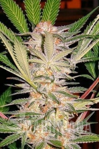 S.A.D. - SWEET SEEDS