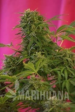 SWEET SEEDS - Snow Fruit