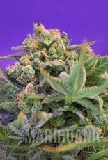 Sweet Cheese Fast Version - SWEET SEEDS