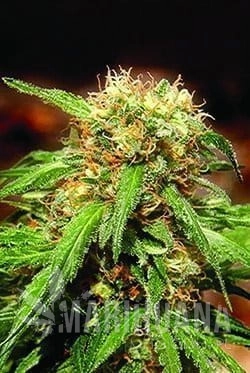 SWEET SEEDS - Sweet Tai