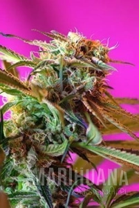 Wild Rose - SWEET SEEDS