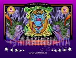 Autoflowering Collector - SWEET SEEDS
