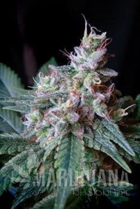 Cream Caramel Fast Version - SWEET SEEDS