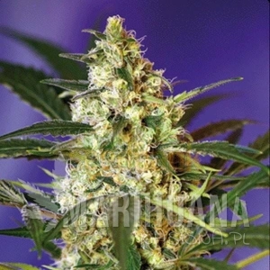 Fast Bud - SWEET SEEDS