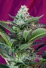 Moham Ram Auto - SWEET SEEDS