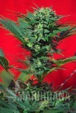 Speed Devil - SWEET SEEDS