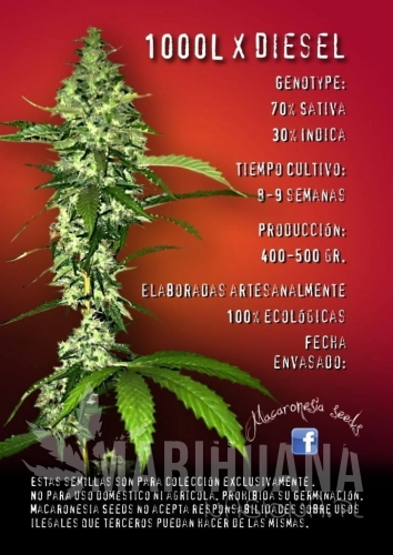 MACARONESIA SEEDS - 100L X Diesel