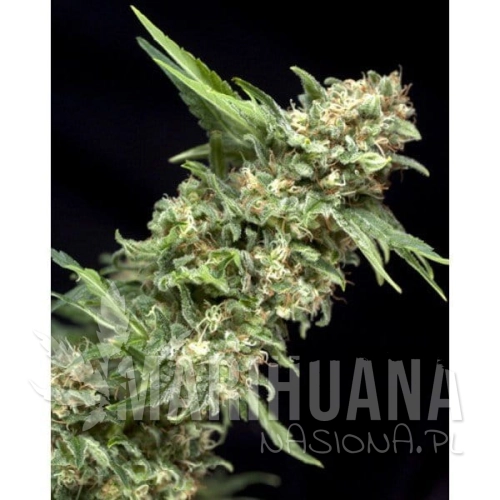 PYRAMID SEEDS - Alpujarrena