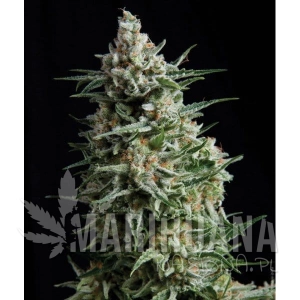 Anesthesia - PYRAMID SEEDS