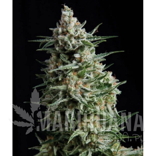PYRAMID SEEDS - Anesthesia