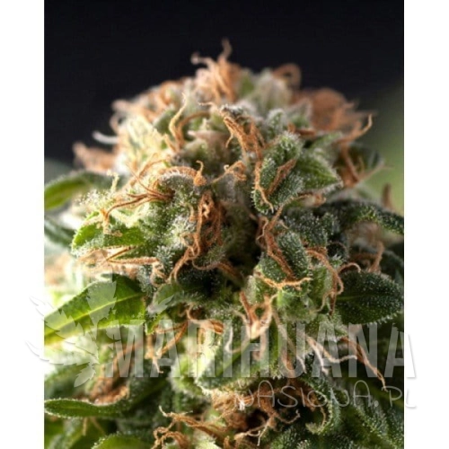PYRAMID SEEDS - Fresh Candy