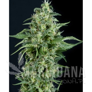 Kryptonite - PYRAMID SEEDS