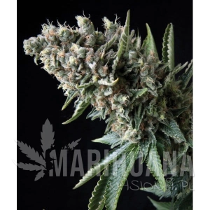 Nefertiti - PYRAMID SEEDS