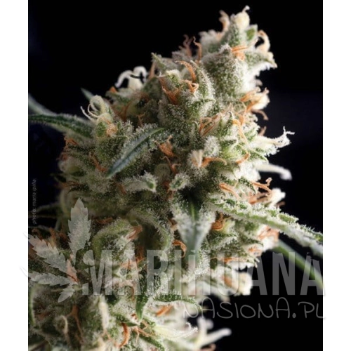 PYRAMID SEEDS - Super Hash