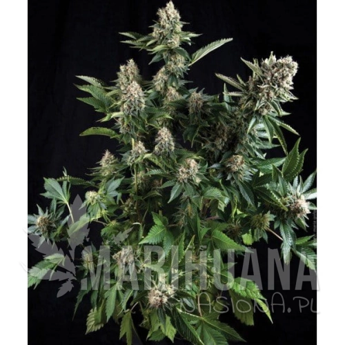 PYRAMID SEEDS - White Widow