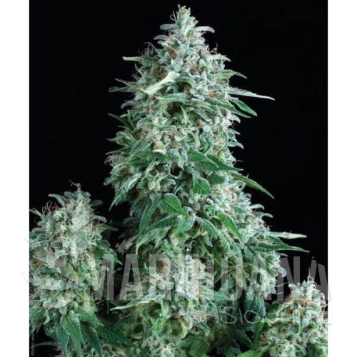 PYRAMID SEEDS - Auto Anubis