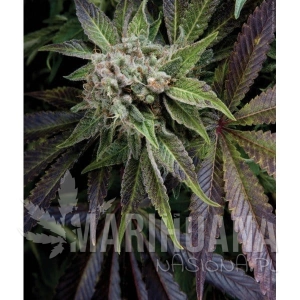 Auto Blue Pyramid - PYRAMID SEEDS