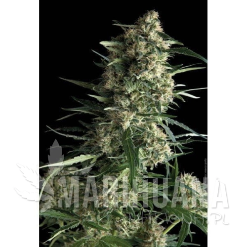 PYRAMID SEEDS - Auto Galaxy