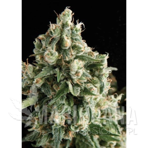 PYRAMID SEEDS - Auto Lennon