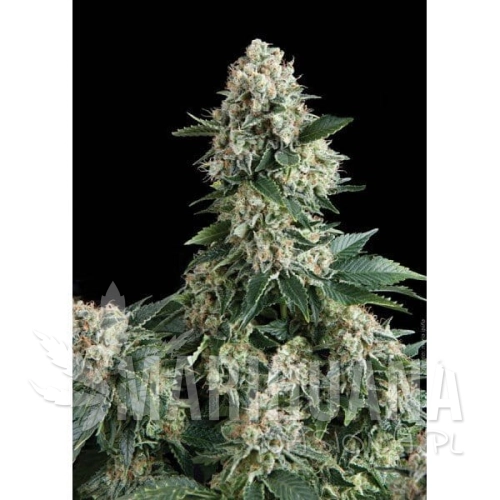 PYRAMID SEEDS - Auto New York City