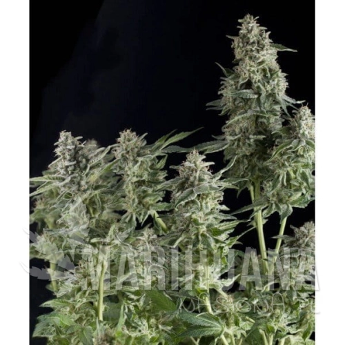 PYRAMID SEEDS - Auto Northern Lights