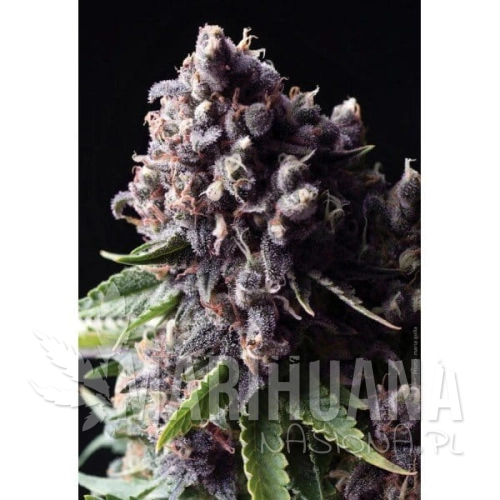 PYRAMID SEEDS - Auto Purple