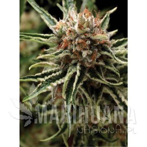 PYRAMID SEEDS - Auto Shark