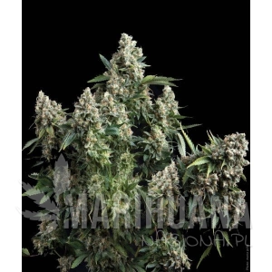 Auto Tutankhamon II - PYRAMID SEEDS