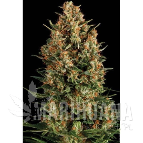 PYRAMID SEEDS - Auto Wembley