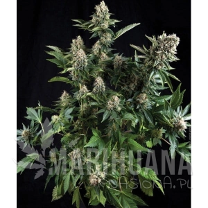 Auto White Widow - PYRAMID SEEDS