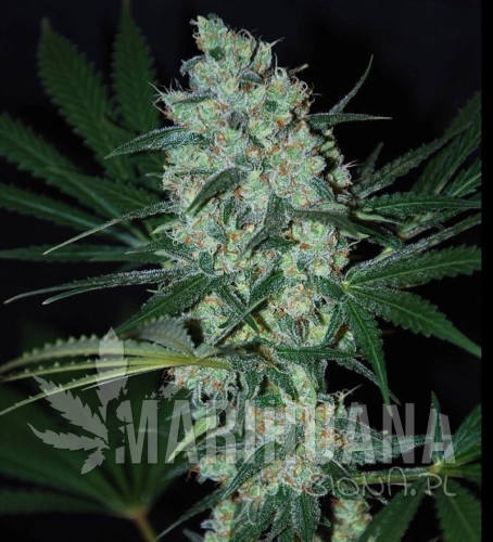SAMSARA - Green Love Potion