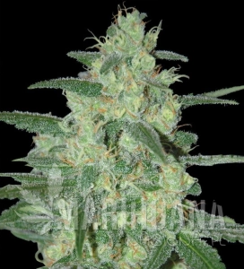Holy Grail 69 - SAMSARA