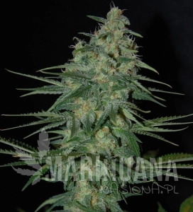 Sweet Black Angel - SAMSARA