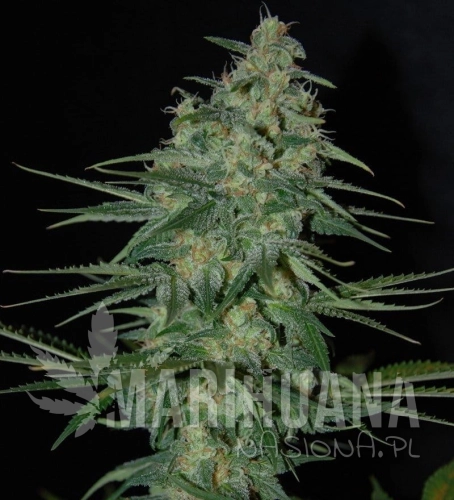 SAMSARA - Sweet Black Angel