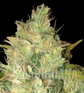 Black Russian - DELICOUS SEEDS