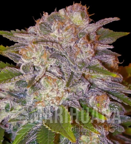 DELICOUS SEEDS - Caramelo