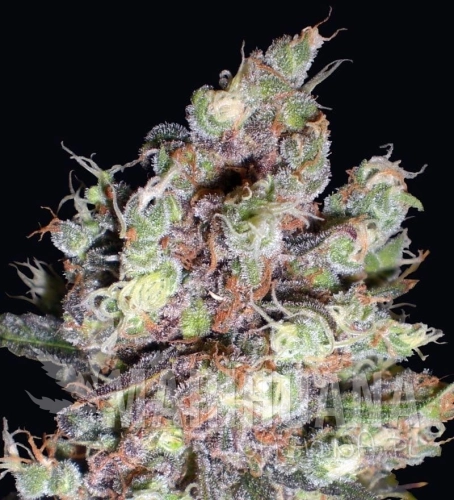 DELICOUS SEEDS - Cotton Candy