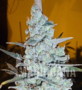 Critical Jack Herer - DELICOUS SEEDS