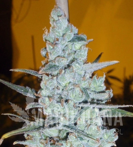 DELICOUS SEEDS - Critical Jack Herer