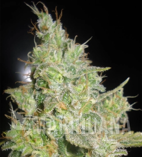 DELICOUS SEEDS - Critical Kali Mist