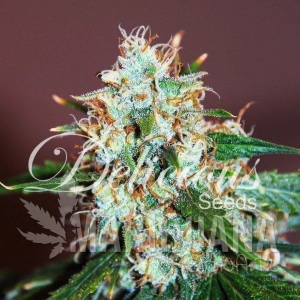 Critical Neville Haze - DELICOUS SEEDS