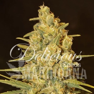 Critical Sensi Star - DELICOUS SEEDS