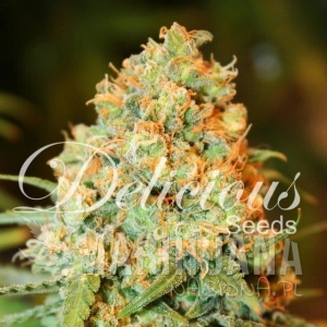 Critical Super Silver Haze - DELICOUS SEEDS