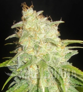 Critical Yumbolt - DELICOUS SEEDS