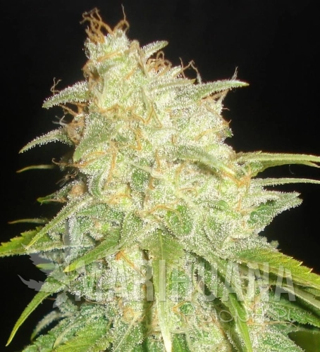 DELICOUS SEEDS - Critical Yumbolt