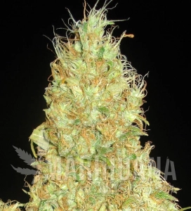 Fruity Chronic Juice - DELICOUS SEEDS