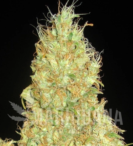DELICOUS SEEDS - Fruity Chronic Juice