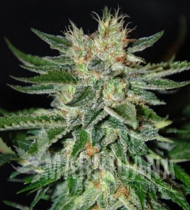 Sugar Black Rose - DELICOUS SEEDS